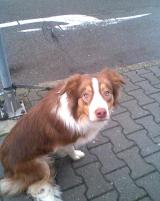 Bokas