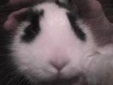 Vappu