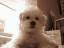 Charlie