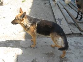 beny beny