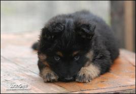 LEAR♥