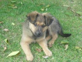 Benjí