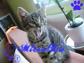 micinka