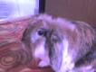 Charlie