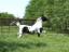 Special Effect(Texas Arab Horse)