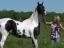 Special Effect(Texas Arab Horse)