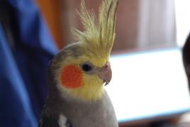 Pepík 
