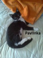 Pavlinka