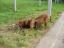 DOGGY DOG´S CREONA