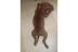 DOGGY DOG´S CREONA