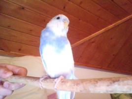 tweety tweety