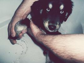 Jacky