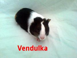 Vendulka Vendulka