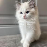 Lucy , Alfie 