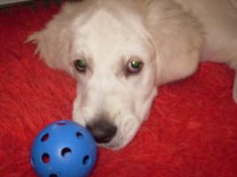 Fido