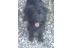 Blacky 
