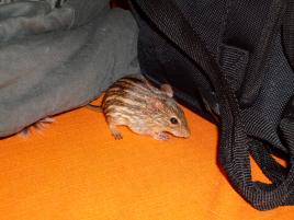 Scrat