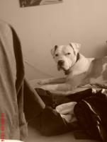 Drago