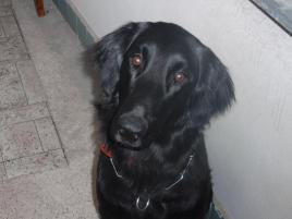 Meggy