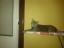 Niky