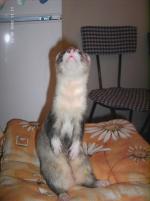 Kleopatra Kleopatra