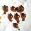 Daruju Achatinky  Reticulata