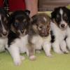 Šeltie - Sheltie