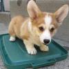 nádherná štěňátka z pembroke welsh corgis