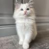 Koťata plemene Ragdoll k adopci